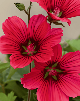 Sementes de Malope Red Queen biológicas Malope Trifida flor anual