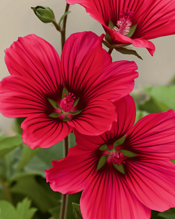 Sementes Red Queen (Malope trifida) – flor anual biológica