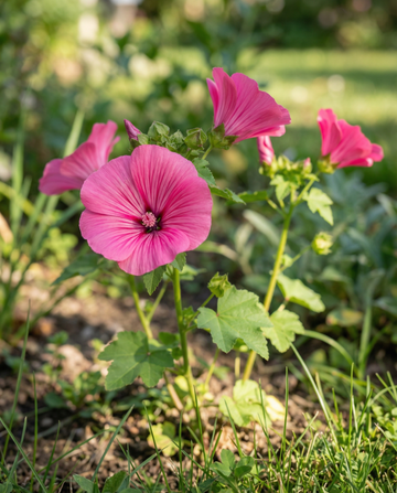 Red Queen (Malope trifida) – sementes biológicas de flor anual da SeedsChoice