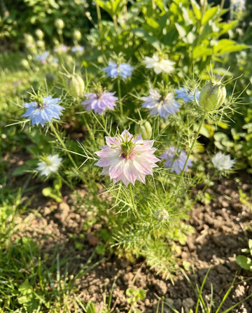 Love In A Mist Persian Jewel (Nigella damascena) – sementes orgânicas de mistura anual da SeedsChoice