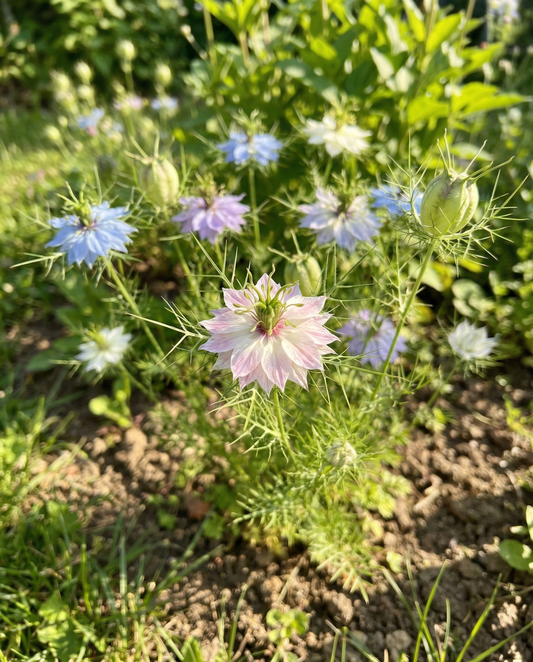 Love In A Mist Persian Jewel (Nigella damascena) – sementes orgânicas de mistura anual da SeedsChoice