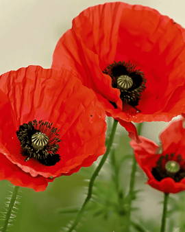 Sementes de Papoila Biológica Papaver rhoeas Flor Anual