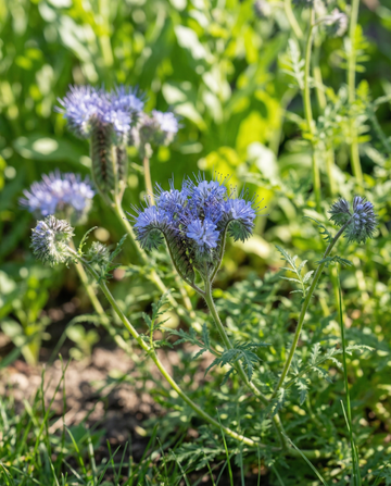 Sementes de Phacelia Orgânica Phacelia Tanacetifolia Flores Anuais (Phacelia tanacetifolia) – flor anual orgâni…