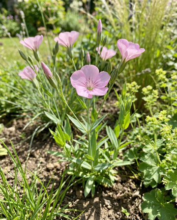 Jabonera Pink Beauty (Saponaria vaccaria) – semillas orgánicas de hierba anual de SeedsChoice