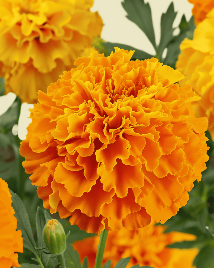 Sementes de cravo-de-defunto Sunset Giants Mixed (Tagetes erecta) – flor anual biológica
