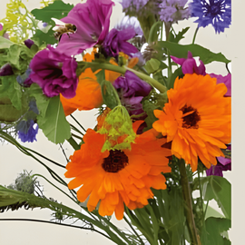 Semillas de flores para abejas mezcla anual ecológica