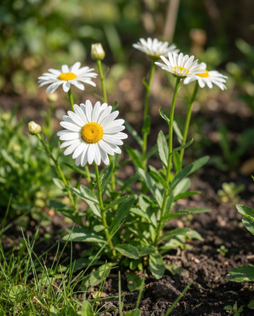 Margarida Shasta May Queen (Chrysanthemum leucanthemum) – sementes perenes biológicas da SeedsChoice