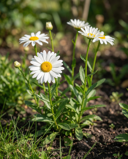 Margarida Shasta May Queen (Chrysanthemum leucanthemum) – sementes perenes biológicas da SeedsChoice