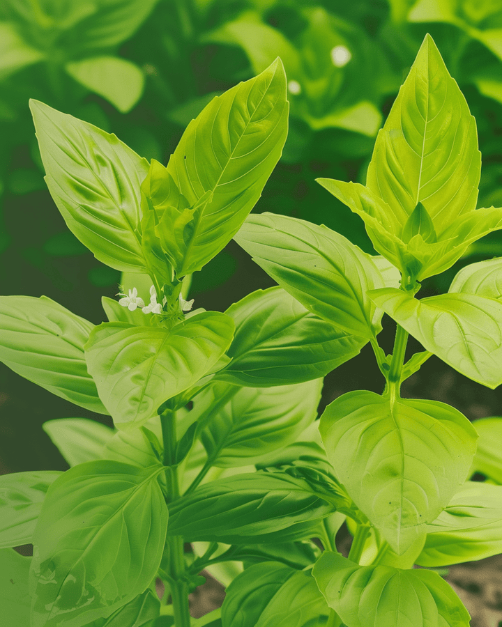 Sementes de manjericão-limão (Ocimum basilicum) – erva anual biológica