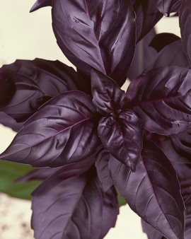 Sementes de manjericão Red Rubin Ocimum basilicum erva anual biológica