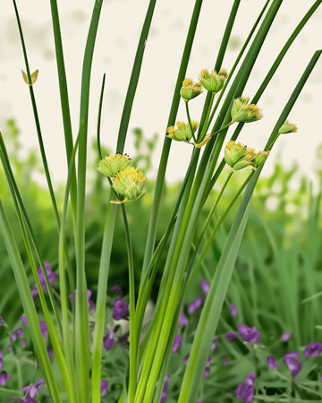 Sementes de cebolinho Prager (Allium schoenoprasum) – vivaz biológico