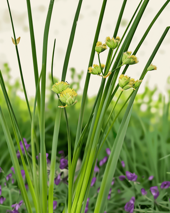 Sementes de cebolinho Prager (Allium schoenoprasum) – vivaz biológico