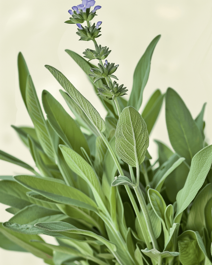 Sementes de salva (Salvia officinalis) – erva-aromática perene biológica