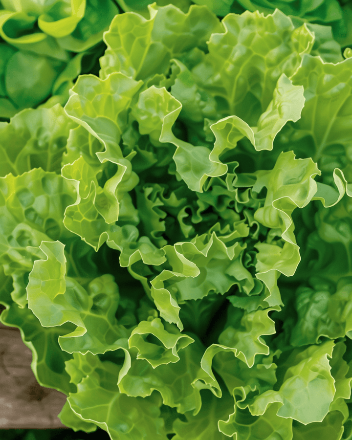 Sementes de endívia Nummer Vijf 2 (Cichorium endivia) – vegetal anual biológico