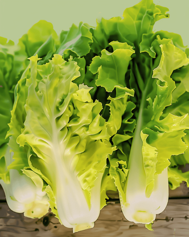 Sementes de endívia Blonde Coeur Plein (Cichorium endivia) – vegetal anual biológico