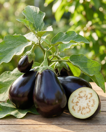 Beringela Black Beauty (Solanum melongena) – sementes anuais de hortícola biológica da SeedsChoice