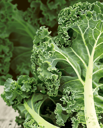 Sementes de Couve Frisada Westland Autumn (Brassica oleracea) – vegetal anual biológico