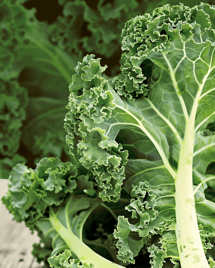 Sementes de Couve Frisada Westland Autumn (Brassica oleracea) – vegetal anual biológico