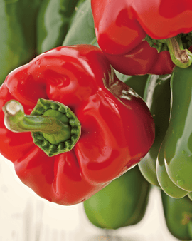 Sementes de Pimento California Wonder Biológico Capsicum annuum Anual