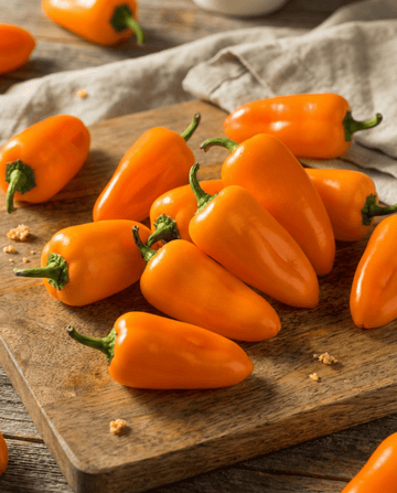 Sementes biológicas de pimento doce para petiscar Flynn (Capsicum annuum) – vegetal anual