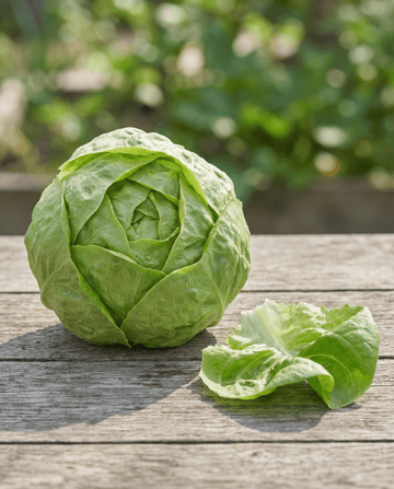Lechuga Hilde Ii (Lactuca sativa) – semillas ecológicas de hortaliza anual de SeedsChoice