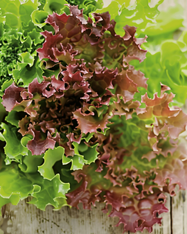 Semillas ecológicas de lechuga rizada Lollo Rossa Lactuca sativa, hortaliza anual
