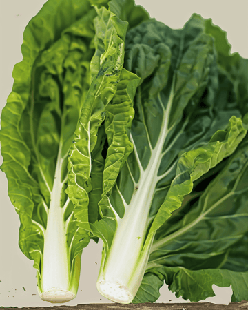 Sementes de Acelga White Silver 2 (Beta vulgaris) – hortícola anual biológica