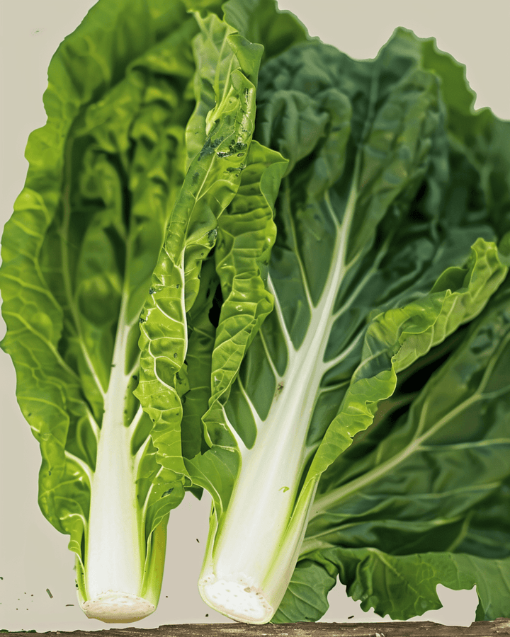 Sementes de Acelga White Silver 2 (Beta vulgaris) – hortícola anual biológica