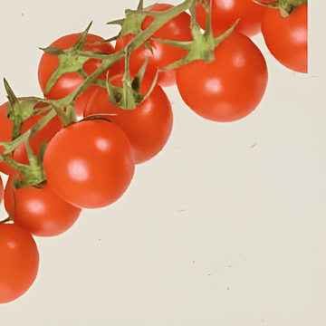 Semillas de tomate cherry Cerise (Solanum lycopersicum) – hortaliza anual ecológica