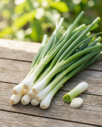 Cebolinha White Lisbon (Allium cepa) – sementes biológicas de hortaliça anual da SeedsChoice
