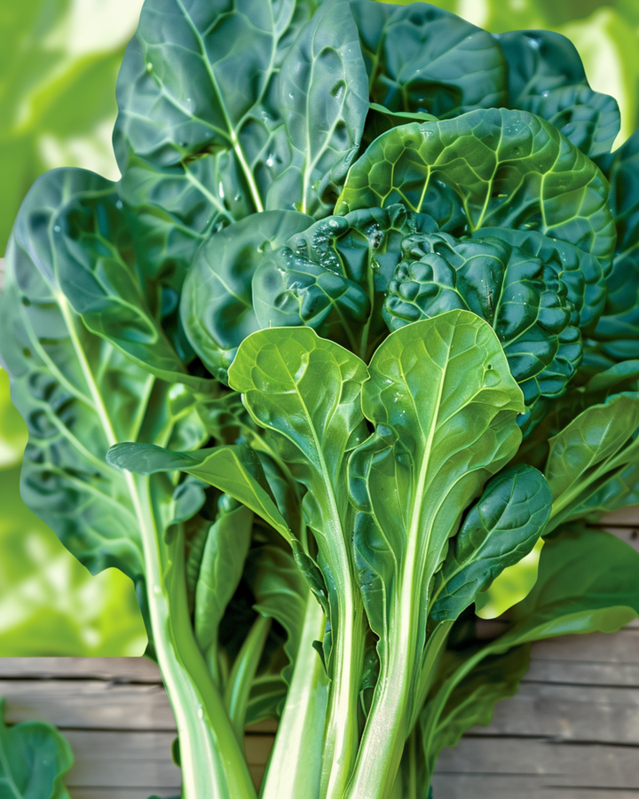 Sementes de Tatsoi Pak Choi (Brassica rapa) – vegetal anual biológico