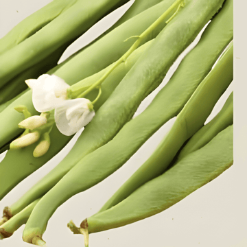 Sementes de feijão-escarlate Emergo (Phaseolus coccineus) – vegetal anual biológico
