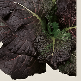 Sementes de mostarda Red Giant Brassica juncea biológica erva anual