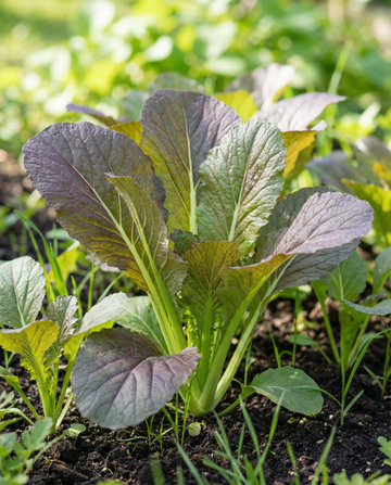 Mostarda Red Giant (Brassica juncea) – sementes biológicas de erva anual da SeedsChoice