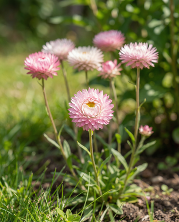 Mistura dupla Double Mixed (Helipterum roseum) – sementes de mistura anual da SeedsChoice