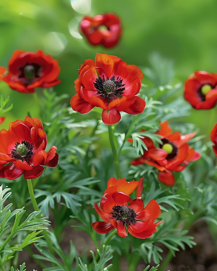 Semillas de ojo de faisán (Adonis aestivalis) – flor anual