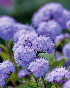 Sementes de Ageratum Houstonianum Flor Anual Blue Mink
