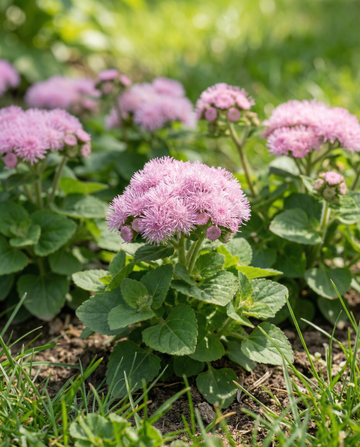 Ageratum houstonianum Pink Ball – sementes de flor anual da SeedsChoice