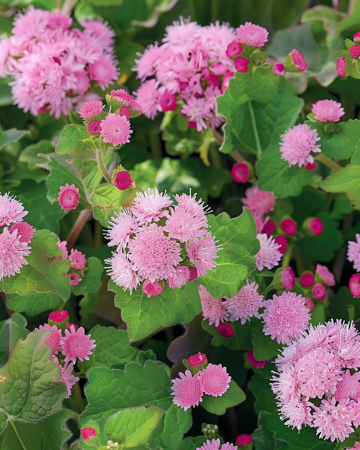 Semillas de Flossflower Pink Ball (Ageratum houstonianum) – flor anual