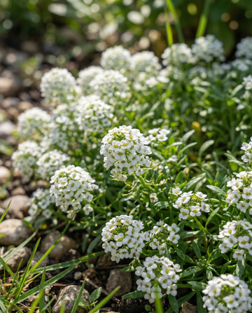 Alísso Snowcloth (Lobularia maritima) – sementes de anual da SeedsChoice