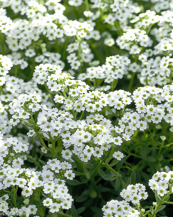 Sementes de Alyssum Snowcloth (Lobularia maritima) – anual