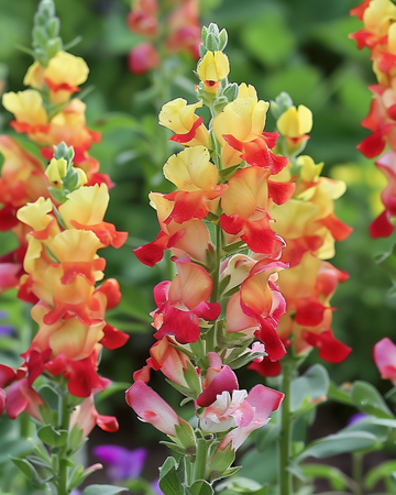 Sementes de boca-de-lobo Mango Twist (Antirrhinum majus) – anual