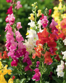 Semillas de boca de dragón Tom Thumb mezcla Antirrhinum majus anual