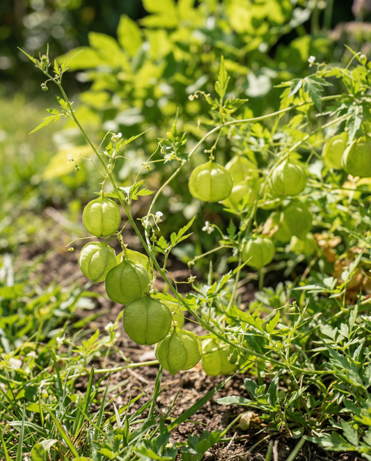 Love In A Puff trepadeira (Cardiospermum halicacabum) – sementes de trepadeira anual da SeedsChoice