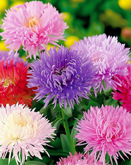 Semillas de Aster Unicum Callistephus Chinensis Anuales Colores Mezclados
