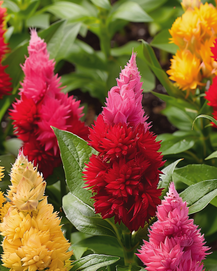 Semillas Ice Cream Mixed (Celosia argentea) – mezcla anual