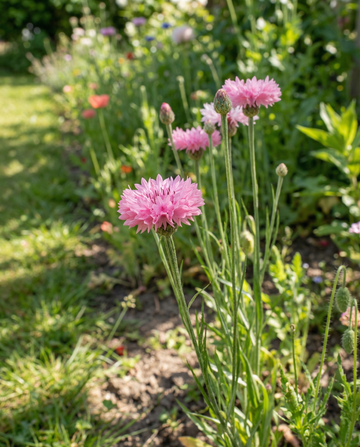 Aciano Pink Ball (Centaurea cyanus) – semillas de flor anual de SeedsChoice