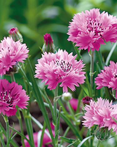Sementes de centáurea Pink Ball (Centaurea cyanus) – flor anual