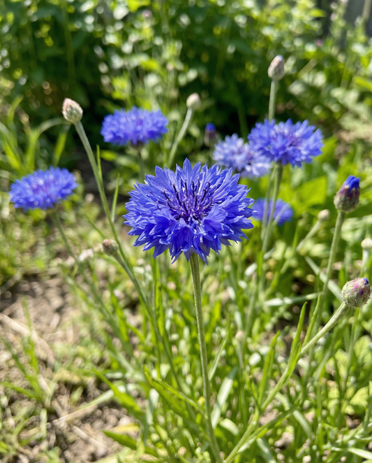 Centáurea Blue Ball (Centaurea cyanus) – sementes de flor anual da SeedsChoice