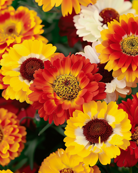 Sementes de crisântemo Chrysanthemum Carinatum mistura de flores anuais